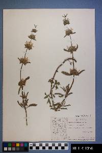 Monarda pectinata image